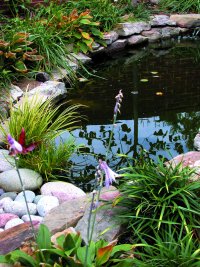 fish pond at Emerson